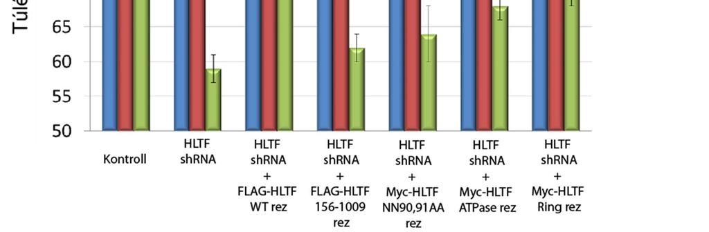 érzékenységet mutatott. Western blot segítségével követtük nyomon az egyes shrns-rezisztens fehérjék sejten belüli expressziós szintjét.