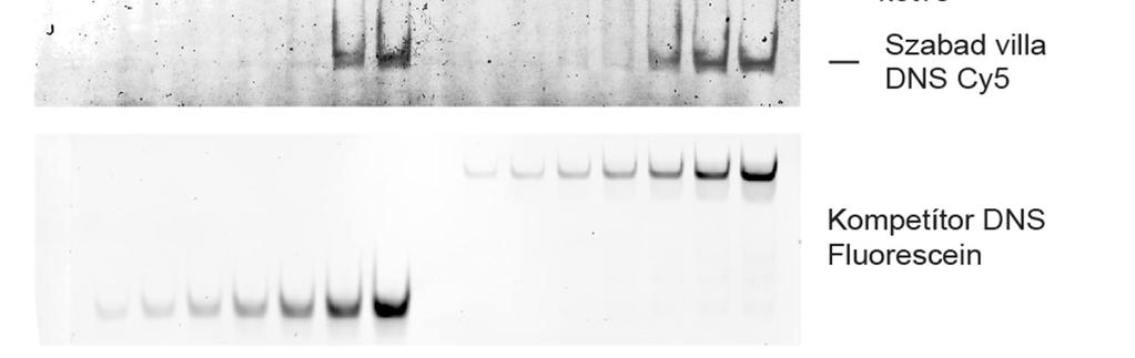 A kísérlet során Cy5 fluoreszcens festékkel jelölt replikációs villa szubsztráthoz kötöttük első körben a HIRAN domént, majd ezután a reakcióelegyekbe mértük a fluoreszceinnel jelölt kompetítor