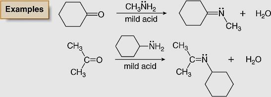 Addition of 1 o Amines Formation of Imines Because the N atom of an