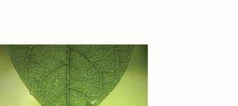 savetovanje, refleksologija, alternativna fizikalna terapija, bioenergetske metode, fitoterapija, kinezoterapija, terapija adiktologije akumpunkturom uva, trening očiju.