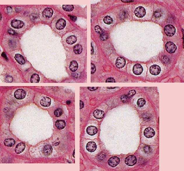 Nephron: