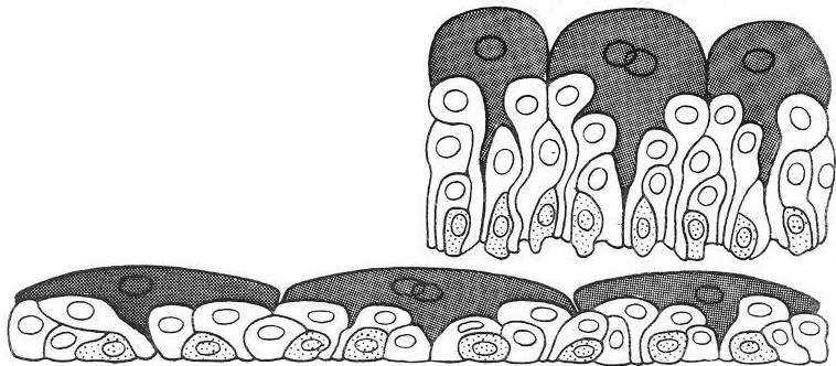 Vesica urinaria / Urocysta tunica mucosa lamina epithelialis mucosae: urothelium lamina propria: : vékonyv lamina muscularis mucosae: nyh.