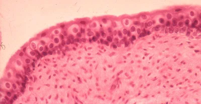 Vesica urinaria: urothelium Körtealakú sejtek Ernyısejtek