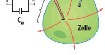 a dielektromos állandó határozzák meg Példa: Gömb alakú, 50 µm átmérőjű sejtnél E m =- 60 mv, a membrán kapacitása Cm= 1 µf/cm 2 A számítás szerint 30 x 10 6 töltés (ion) tartja fenn a