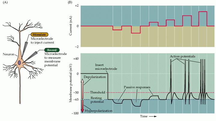 Az ingerlékeny sejtek passzív és aktív potenciálváltozásai elektromos ingerlést követően Neuroscience Purves, Dale; Augustine, George J.