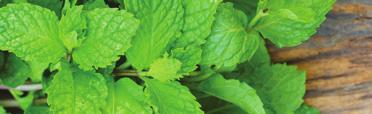 Este o combinaţie de uleiuri esenţial intense şi aromatice, care stimulează simţurile.