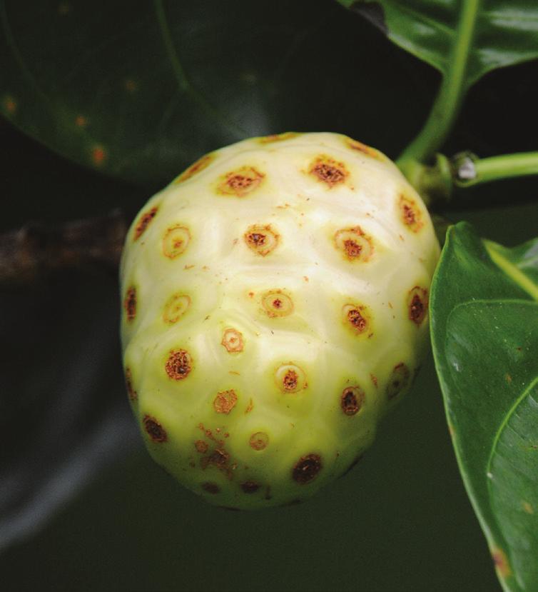 băuturilor Morinda!