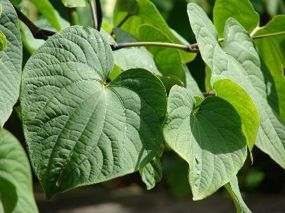 Stirilpironok (kavalaktonok) bioszitézise fahéjsav-coa-észter és 1 malonil-coa ciklizációja kava-laktonok (kava-pironok) Piper methysticum -