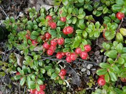 VÖRÖS ÁFNYA LEVÉL VACCINIUM VITIS-IDAEAE FLIUM VACCINIUM VITIS-IDAEA L.