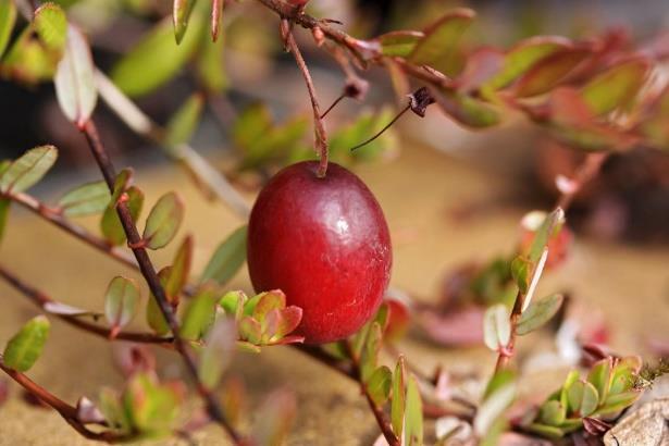 nem tartalmaz arbutint Vaccinium macrocarpon Aiton Amerikai
