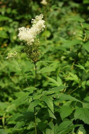 FILIPENDULAE ULMARIAE HERBA - réti legyezőfű virágos hajtás Filipendula ulmaria (L.) Maxim (syn. Spiraea ulmaria L.) (Rosaceae) Ph.Hg.VIII.