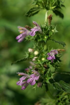 Ballotae nigrae herba fekete peszterce virágos hajtás Ballota nigra L. Lamiaceae; Ph.Hg.VIII.