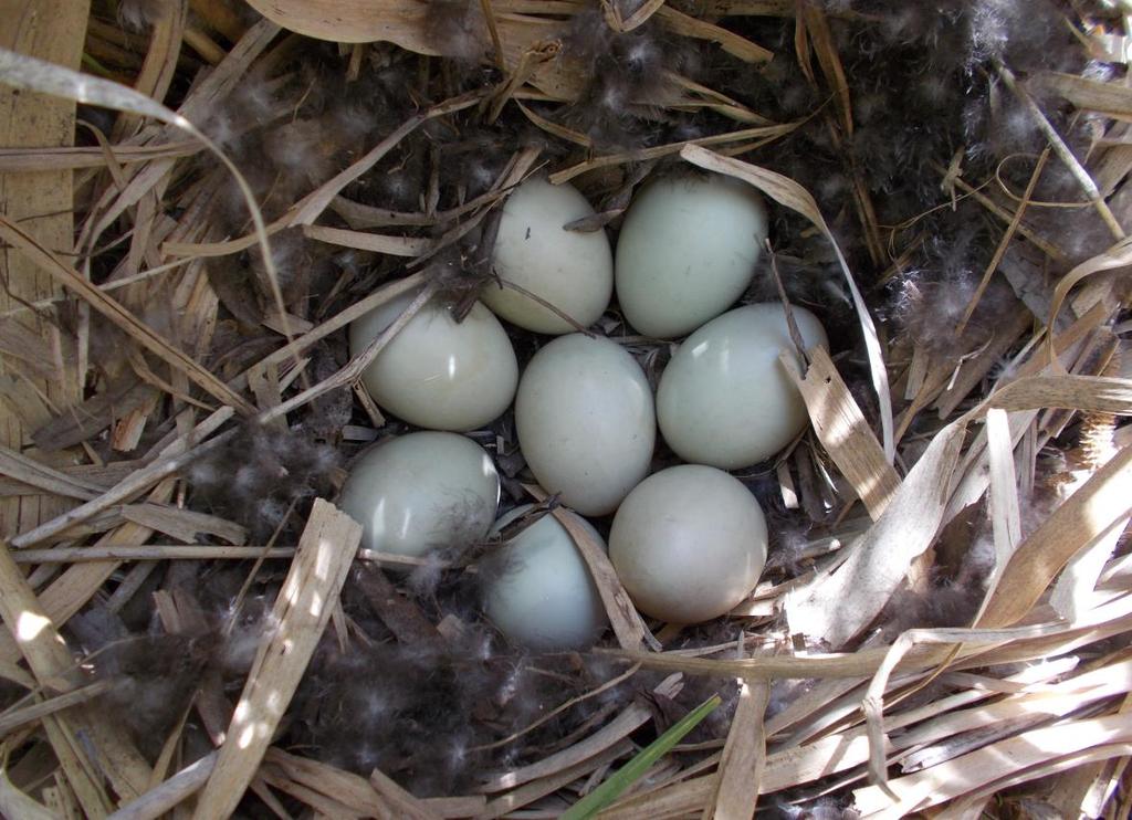 82 6. kép. Cigányréce (Aythyca nyroca) fészke.