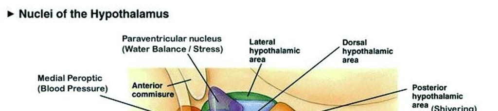 Szrs kapcslatban áll a limbikus rendszerrel (egyesek szerint annak része). Hiptalamusz működése (lásd alább részletesen) 1.