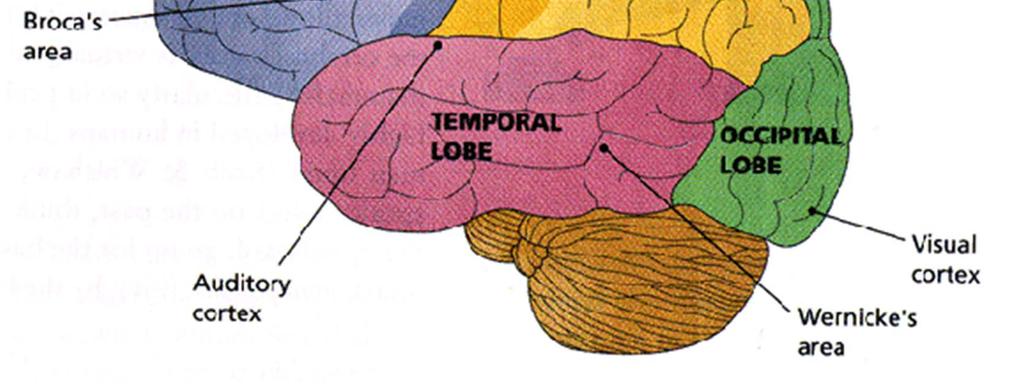 A kisagynak nincs közvetlen kapcslata az alsó gerincvelői mtrs neurnkkal, hanem hatását közvetve, az agykérgi és az agytörzsi neurnk beflyáslásán keresztül fejti ki.