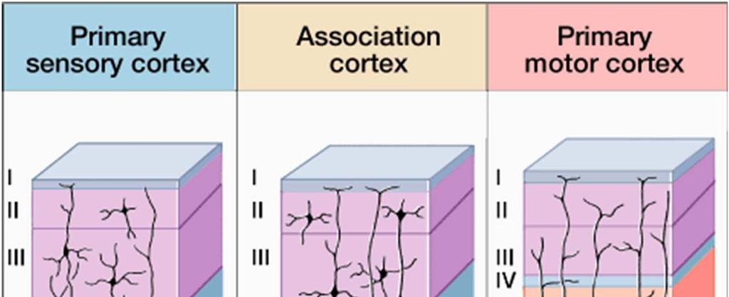 Az agykéreg különböző működésű területeinek szerkezete eltérő az egyes rétegek