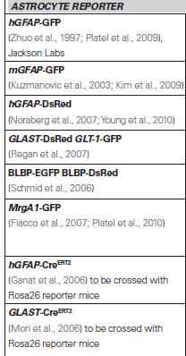 Asztrocita hgfap-mrga1:gfp mice These mice express a Gq-protein coupled receptor (called