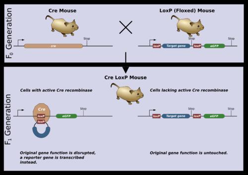 were crossed to mice in which the MrgA1 receptor was transcribed off the tet (teto) minimal