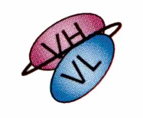 ScFv Single chain variable fragments Egyetlen láncú variábilis fragmentumok Nehéz lánc variábilis fragmentum Linker
