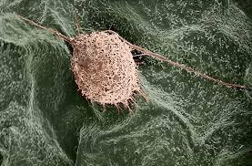 Biológiai lebonthatóság (biodegradálhatóság) Definíció: biológiai (sejtes)