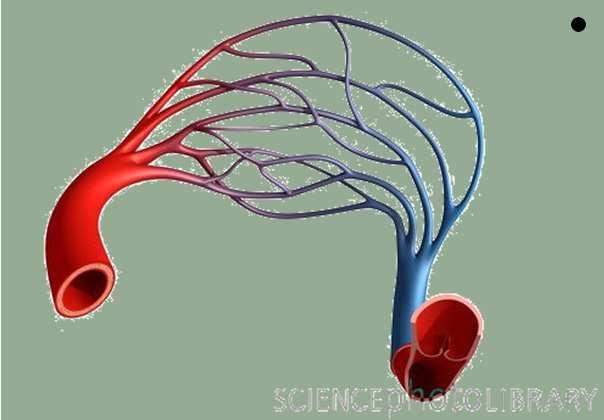Az agykárosodás pathomechanizmusa Neuronális károsodás energiaraktárak kiürülése mitochondriális diszfunkció membránkárosodás intracelluláris acidosis, calcium túlterhelés cytotoxicus oedema spontán