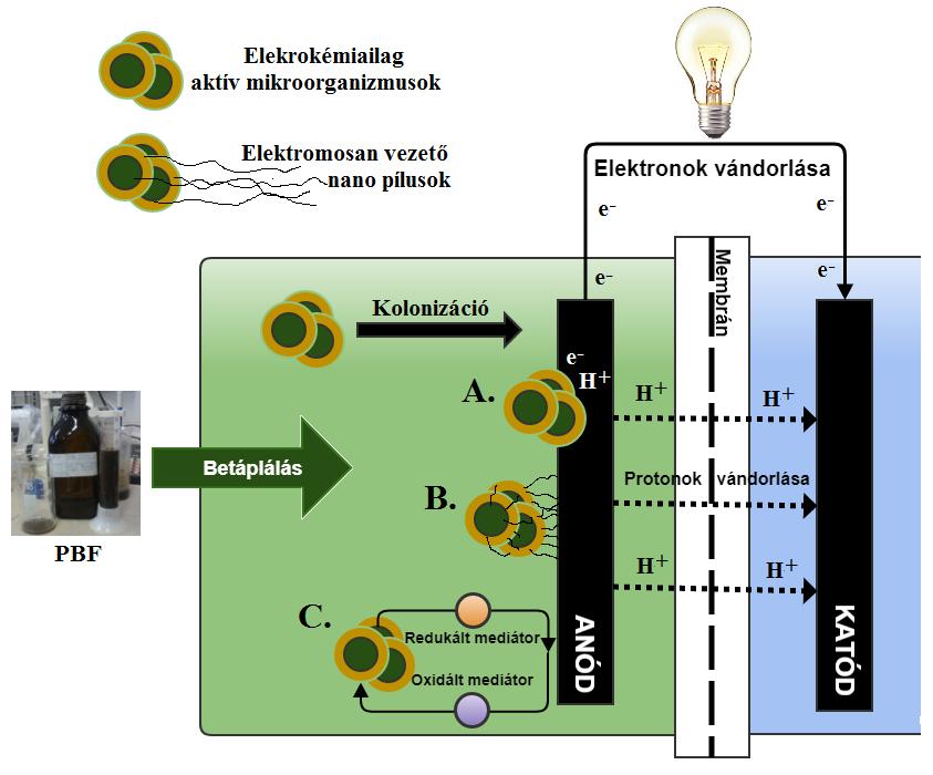 A MÜC-ban viszont egyes baktériumok képesek exogén módon (saját sejttestükről), mediátor alkalamzása nélküli elektron átadásra az anód felületére (exoelektrogének) (Li, 2014).