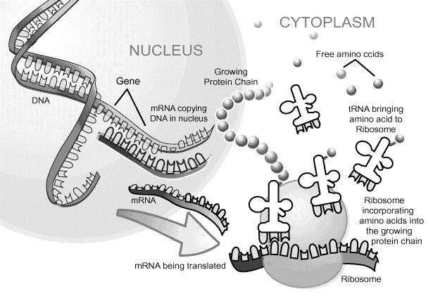 V. mrns érés, Transzláció mrns szerkezete prokarióták / eukarióták (élesztő),