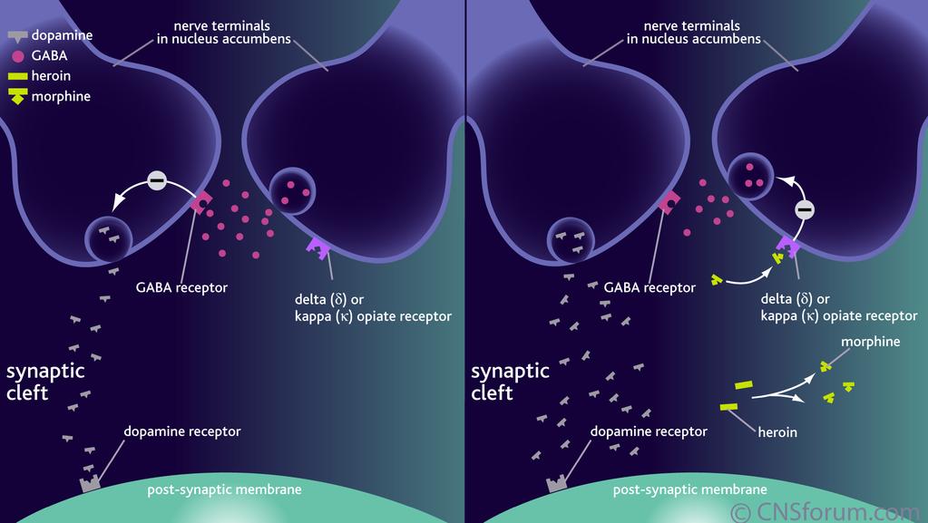 Mechanism of action