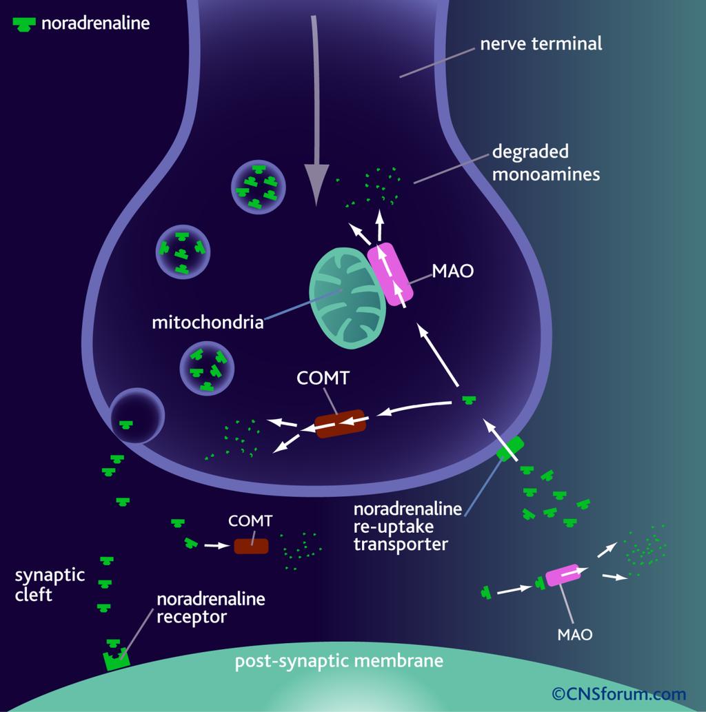 Dopamine D4 receptor (DRD4) promoter: 120 bp duplication, -616, -615, -521 SNPs 3.