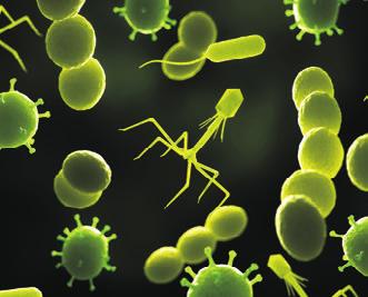 élelmiszer eredetű patogén 260 baktériumok gátlására (Belák Ágnes) Potential application areas of biological