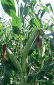 Karakteres, stay green jellegű dús lombozat Komplex tolerancia a kukorica betegségekkel