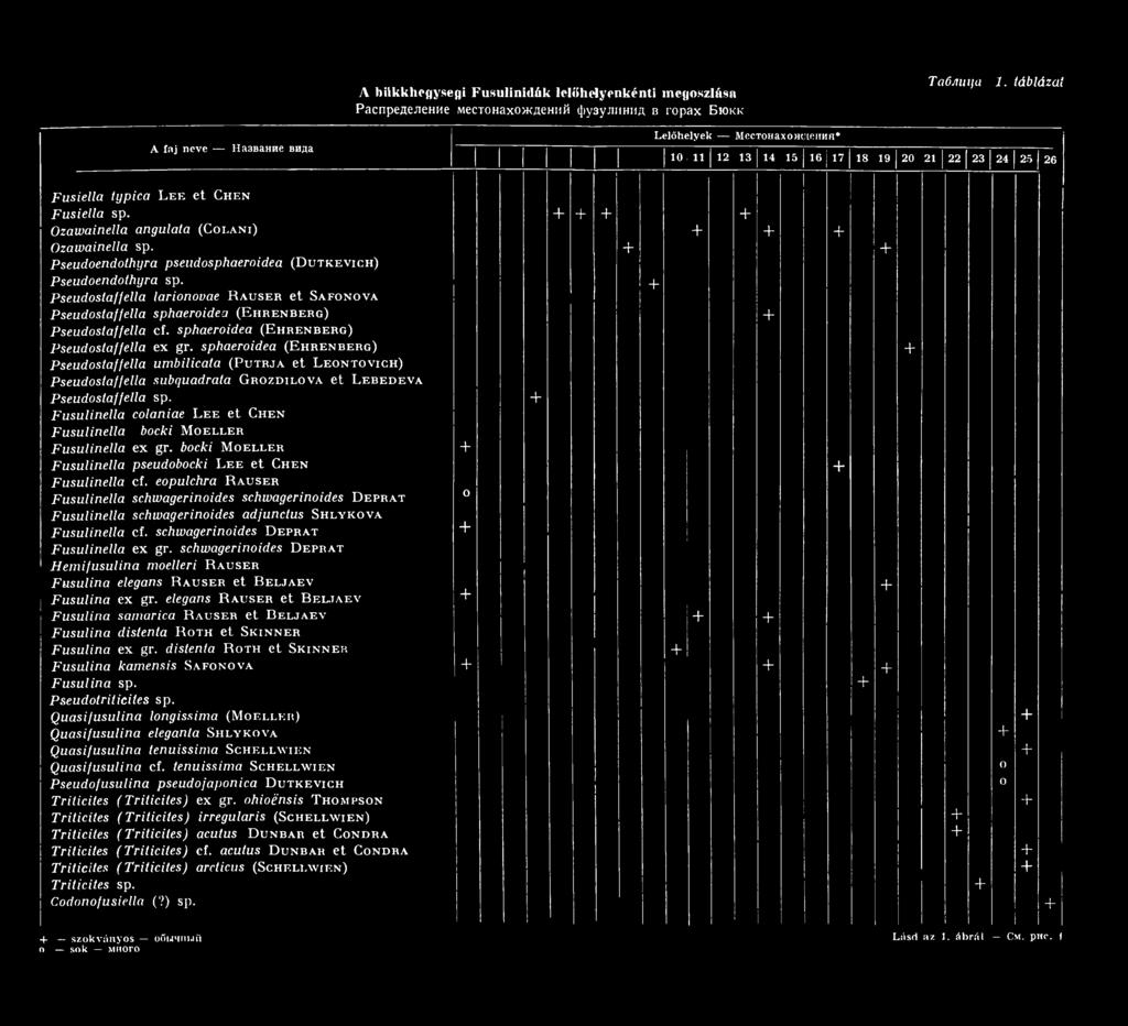 sphaeroidea (E h r e n b e r g) Pseudostaffella umbilicata (P utrja et L eo n t o vic h) Pseudostaffella subquadrata G r o zd ilo va et L e b e d e v a Pseudostaffella sp.