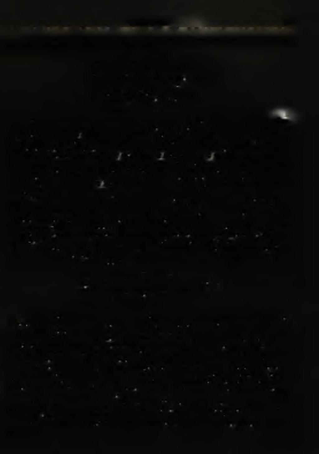 tenuissima Sch e llw ie n Quasifusulina eleganta Sh l y k o v a Pseudofusulina pseudojaponica D u t k e v ic h Triticites ardicus (Sch ellw ien) Triticites irregularis (Sch ellw ien) Triticites