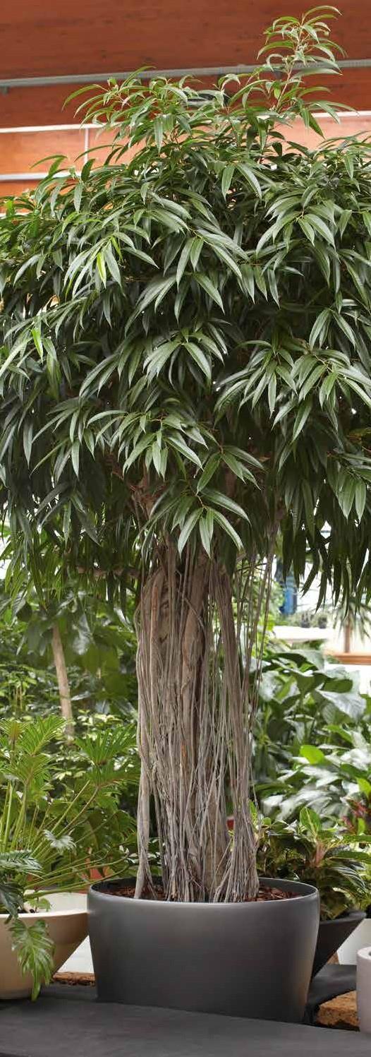FICUS ALII E X T R A TÖRZSES antracit lechuza Clas sico növénytar tóban Tartó méret: Lechuza Classico Ø70, 60 cm