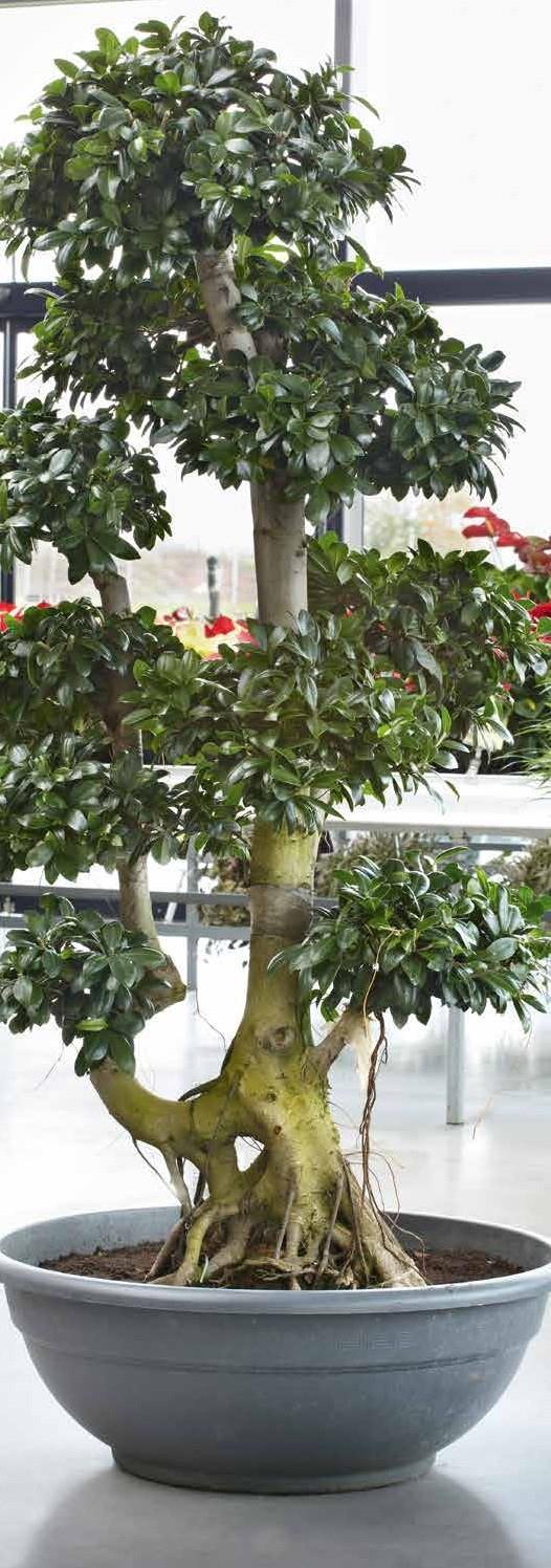 FICUS MICROCARPA E X T R A BONSAI e gys zerű antracits