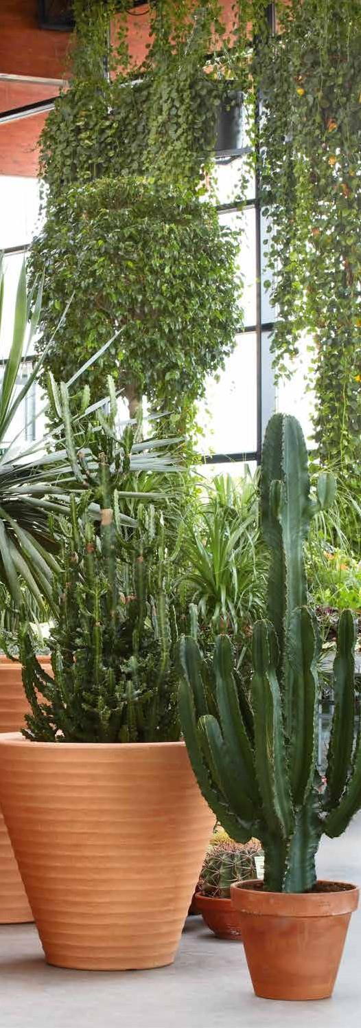 Bal oldali EUPHORBIA LACTEA vaso africa agya g h a tású műanya g növénytartóban Tartó méret: Ø80 cm, 69 cm magas 250 cm