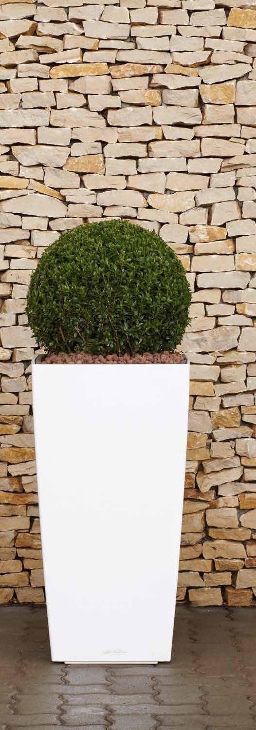 GÖMB BUXUS Fehér lechuza Cubico tar tóban Tartó méret: Buxus: Lechuza