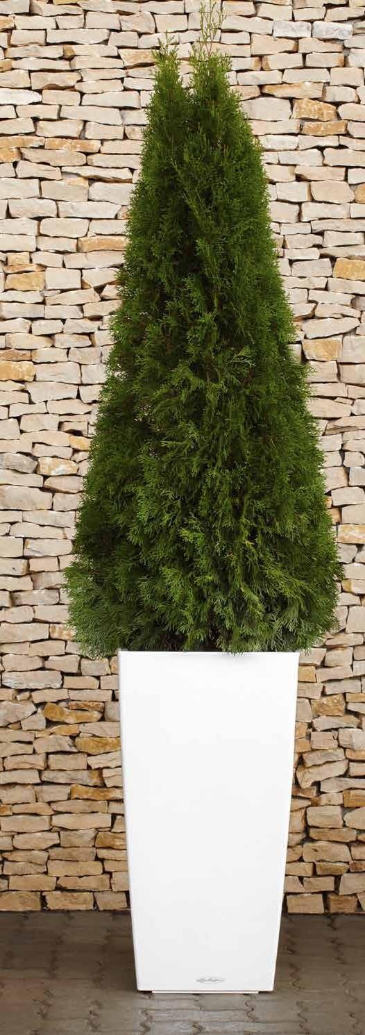 THUJA SMARAGD Fehér lechuza Cubico tartóban Tartó méret: Növény méret:
