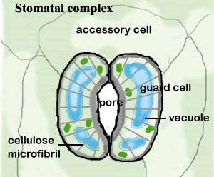 Ionakkumuláció és vízfelvétel sztóma zárósejt ATP H + H + -ATPáz