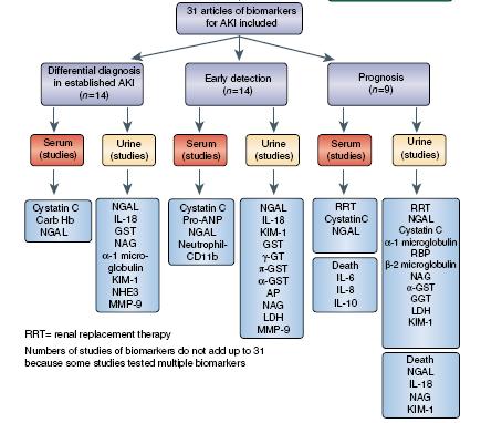 Murray 2008 Clin J Am Soc Neprol Az AKI ideális biomarkere Nem-invazív Könnyen detektálható hozzáférhető mintákban, pl: szérum, vizelet AKI-ra erősen érzékeny és specifikus Könnyen, megbízhatóan