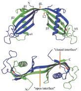 INJURY MOLECULE-1 (KIM-1) transzmembrán fehérje a differenciálatlan proximális tubulus sejtekben nagy mértékben szabadul fel AKI után előnye az NGAL-l szemben: specifikusabb, és nem