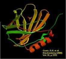 tubulus) választanak ki Humán NGAL 178 aminosavból álló monomer/dimer/trimer polipeptid-lánc Kalkulált molekulasúly: 22kDa, de a glikoziláció miatt 25 kda Western blot: vizelet, szérum ELISA:
