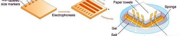 IV./1. Southern Blot 1.