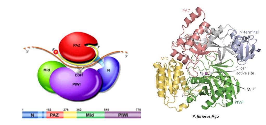 2. ábra: Az ARGONAUTA fehérje szerkezete (Song et al., 2004)