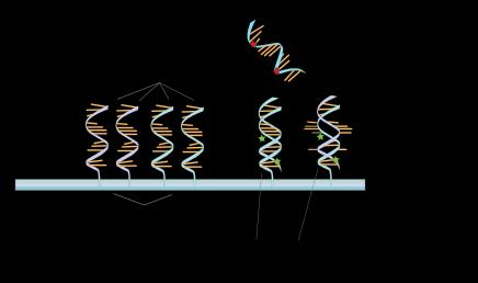 Célfehérjék azonosítása - genomika Manapság a molekuláris biológia új módszerei melyek csak néhány éve fejlődtek ki alapvetően új lehetőségeket biztosítanak a célfehérjék azonosítására.