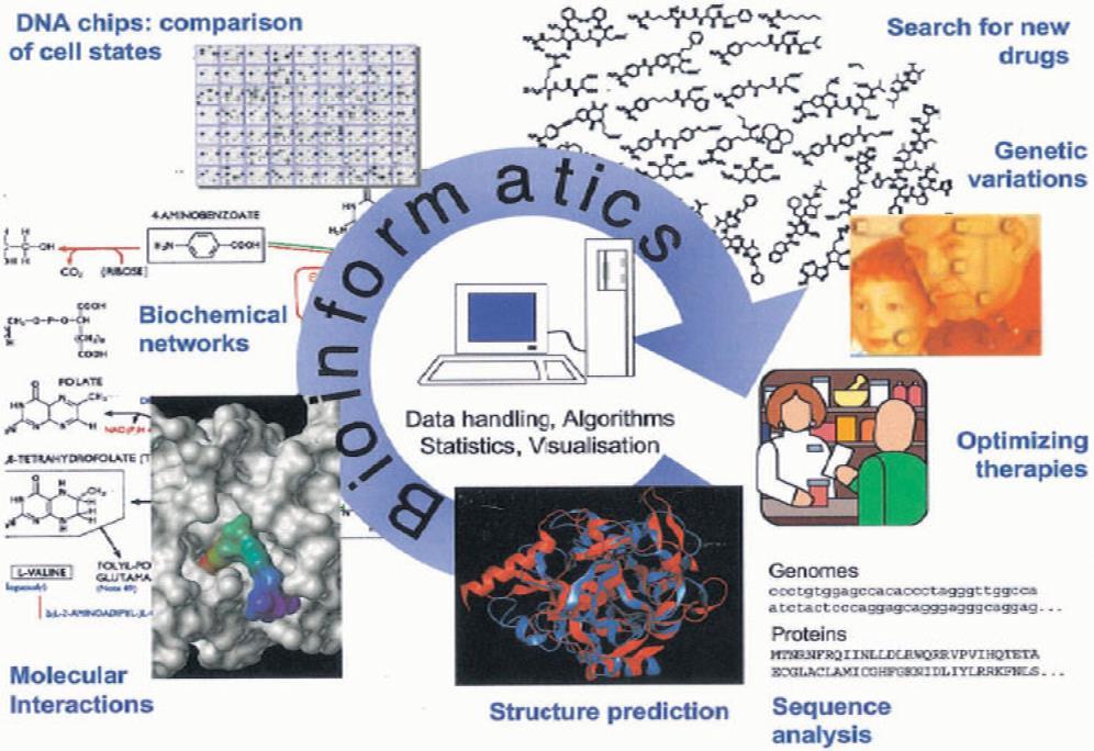 A bioinformatika