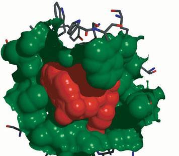 Molekulák dokkolása fehérjékhez Kis molekula (ligandum, szubsztrát, koenzim, stb.) kötődésének jóslása / vizsgálata egy fehérje (receptor) felszínén ill.