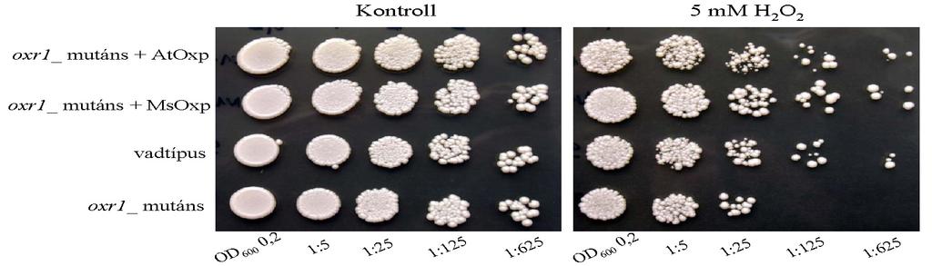 7-13. Ábra. A vadtípusú, oxr1_mutáns, valamint az MsOxprot, illetve AtOxprot fehérjével komplementált oxr1_mutáns élesztők növekedése 5mM H 2 O 2 -dal kiegészített táptalajon 4 nap után.