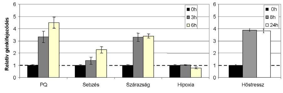 7-16. Ábra. A lucerna MsOxprot gén relatív génkifejeződése különböző stresszkezeléseknek kitett fiatal leveleken és sejtszuszpenzión.