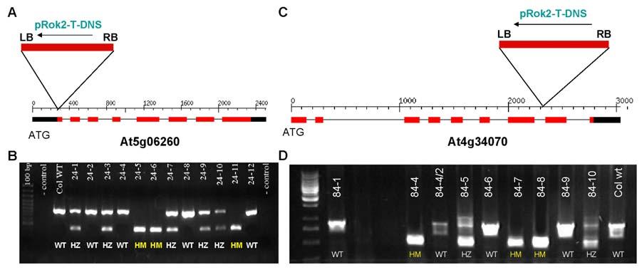 7-27. ábra. Az lúdfű homológok T-DNS mutánsainak inszerciós képe és a beépült T-DNS-re nézve homozigóta egyedek kiválogatása PCR segítségével.